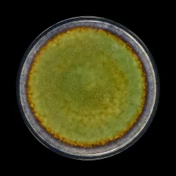 Тарелка мелкая Corone Verde 265 мм синий+зеленый – купить в RuOborudovanie.ru с доставкой до двери Купить тарелка мелкая corone verde 265 мм синий+зеленый – цена от завода, доставка до двери | RuOborudovanie.ru